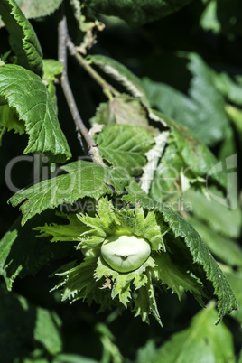 Branch with hazelnuts