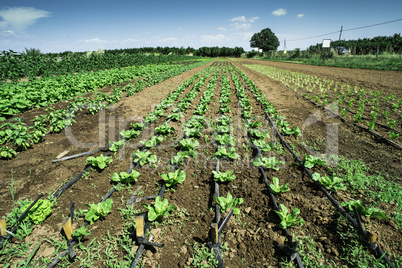 Plantations with lettuce