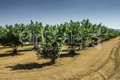Hazel tree plantation