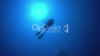 Divers Swims over Camera, underwater scene
