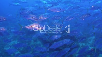 Shoal of Silver Fish on Coral Reef, underwater scene