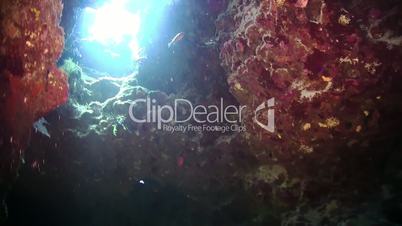Tropical Fish in Underwater Coral Cave, underwater scene