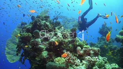Diver Swims over Coral Reefs, underwater scene