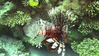 African Lionfish on Coral Reef, Red sea