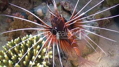 African Lionfish on Coral Reef, Red sea