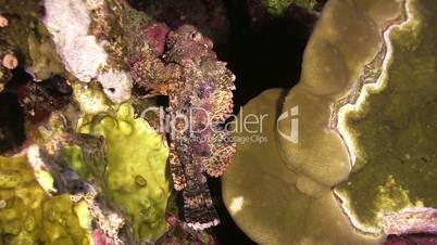 Stonefish on Vibrant Coral Reef, Red sea