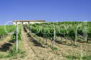 Vine plantations and farmhouse in Italy