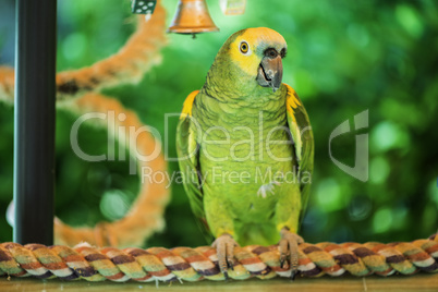 Green parrot