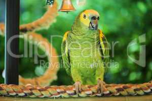 Green parrot