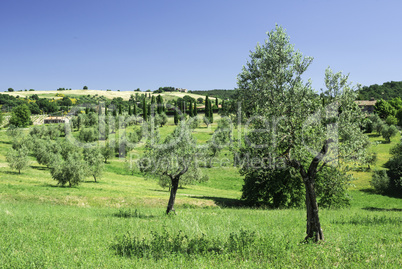 Olive trees in Italy