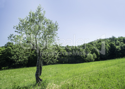 Olive tree in Italy