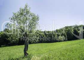 Olive tree in Italy
