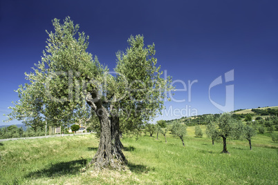 Olive tree in Italy