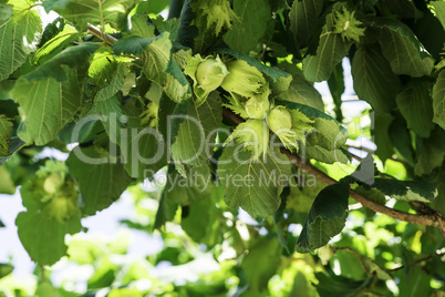 Branch with hazelnuts