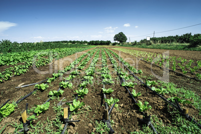 Plantations with lettuce