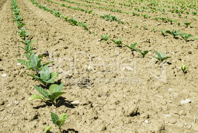 Plantation of young tobacco plants