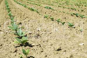 Plantation of young tobacco plants