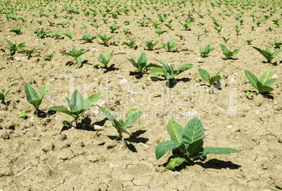 Plantation of young tobacco plants