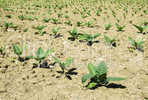 Plantation of young tobacco plants