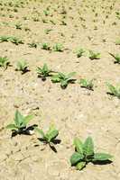 Plantation of young tobacco plants