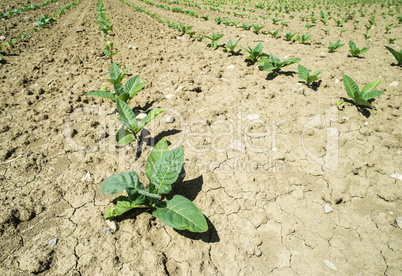 Plantation of young tobacco plants