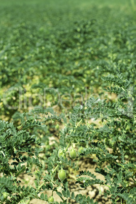 Chickpeas plantation