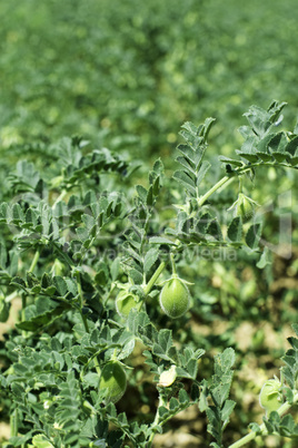 Chickpeas plantation