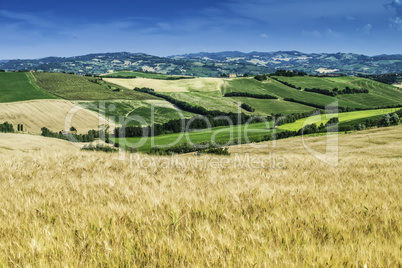 Cereal crops and farm in Tuscany
