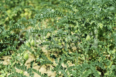 Chickpeas plantation