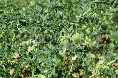 Chickpeas plantation