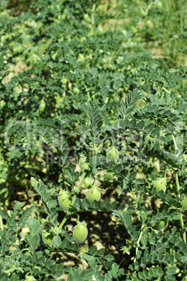 Chickpeas plantation