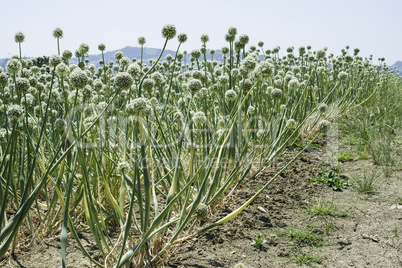 Plantation blooming onion