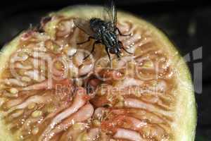 Fly insect on fruit