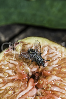 Fly insect on fruit