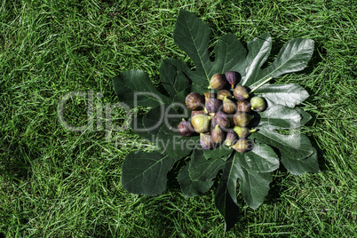 Figs on green leaf