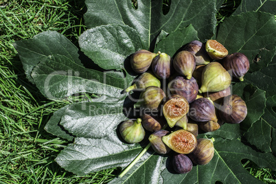 Figs on green leaf