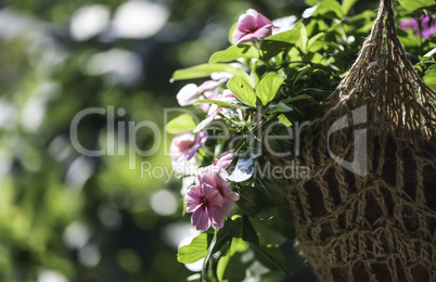 Flowers hanging pot