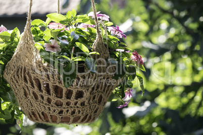 Flowers hanging pot