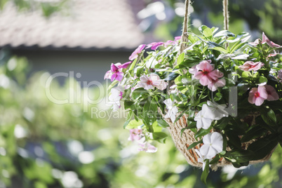 Flowers hanging pot
