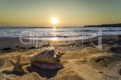 Sunrise on the beach. Shells