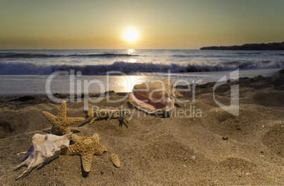 Sunrise on the beach. Shells