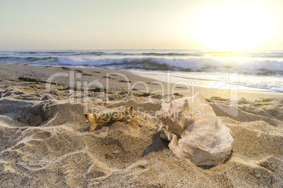 Sunrise on the beach. Shells