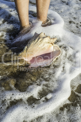 Shells on the beach. Foots in water