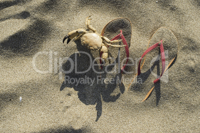 Slippers in the sand on the beach