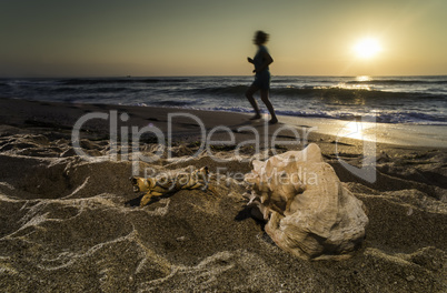 Sunrise on the beach. Shells