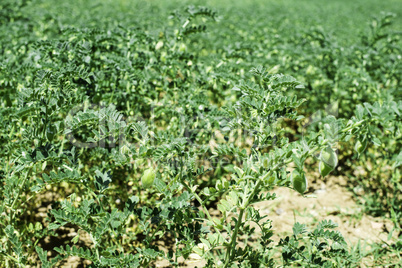 Chickpeas plantation