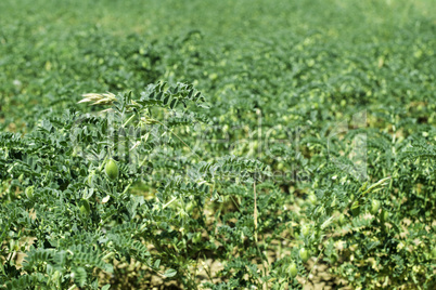 Chickpeas plantation