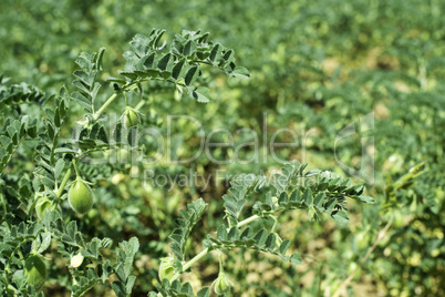 Chickpeas plantation