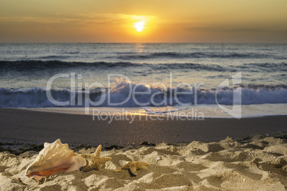 Sunrise on the beach. Shells