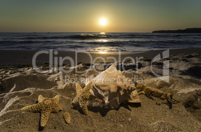 Sunrise on the beach. Shells